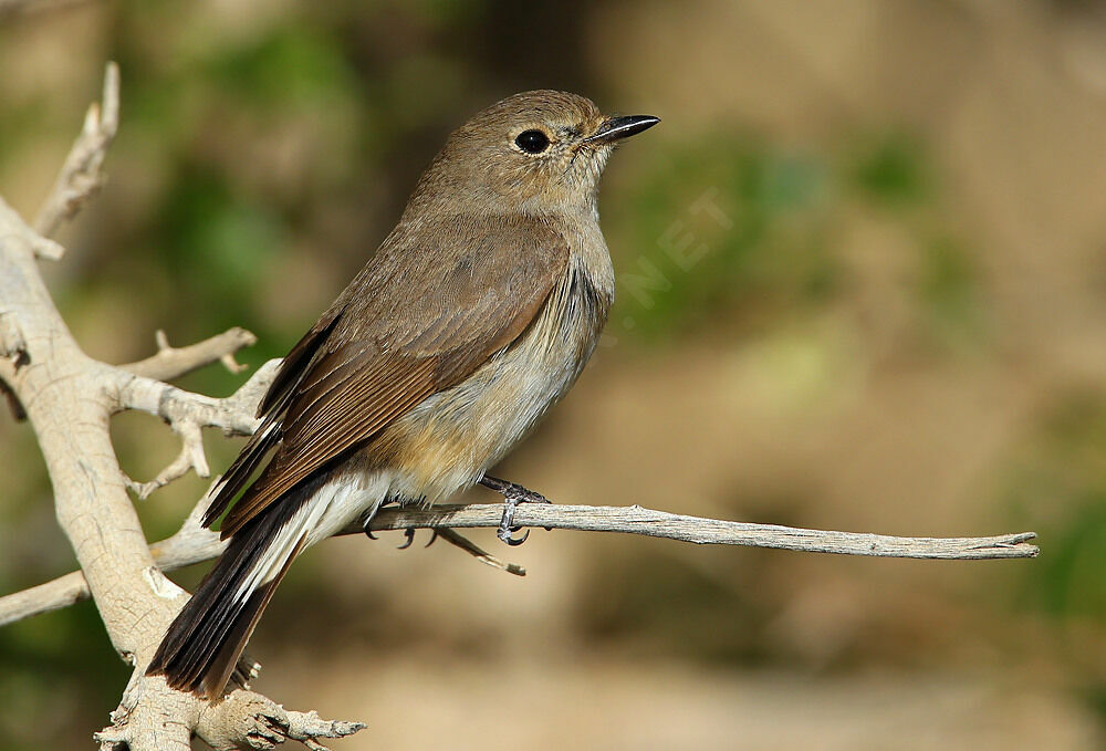 Taiga Flycatcher male Second year, identification