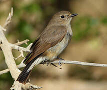 Taiga Flycatcher