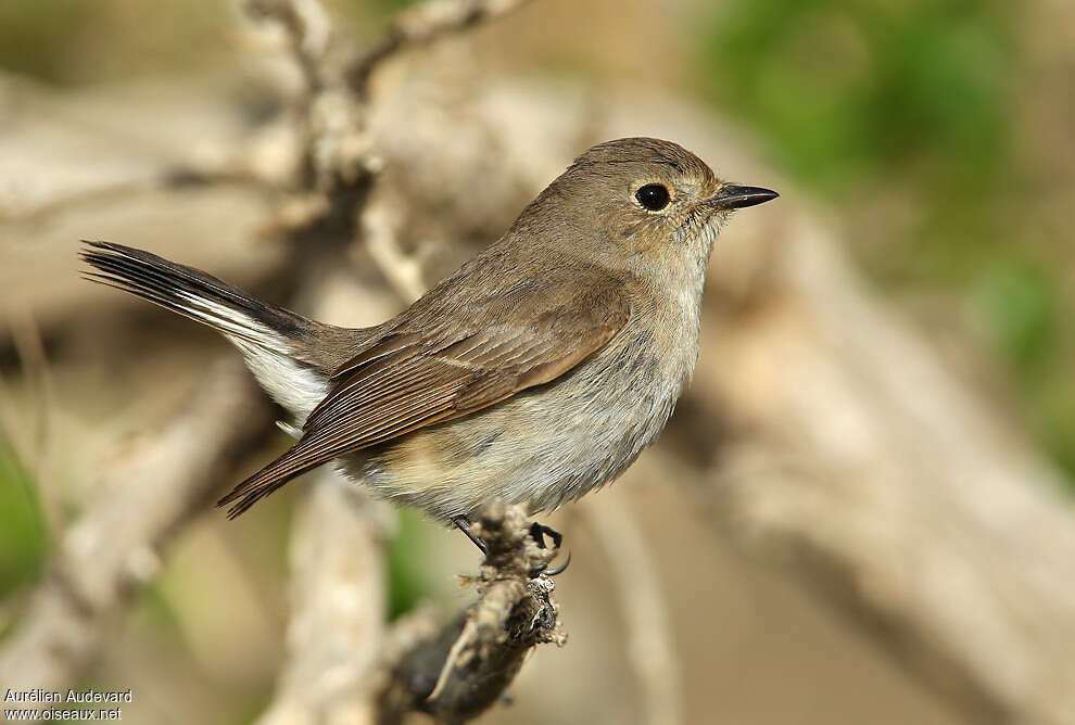 Taiga Flycatcher female adult, identification