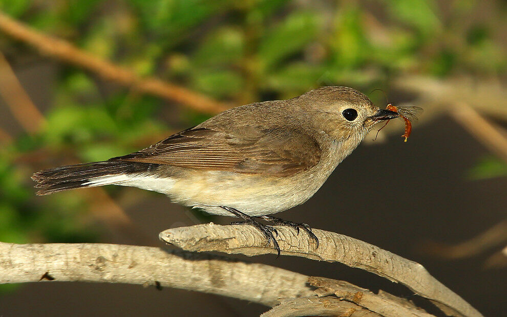 Taiga Flycatcher male Second year, identification, feeding habits