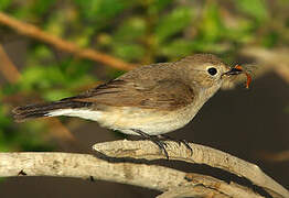 Taiga Flycatcher