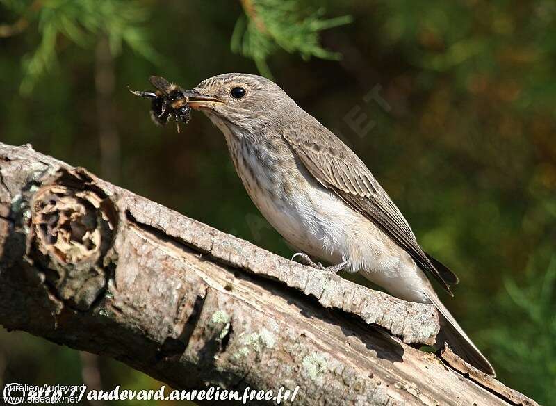 Spotted Flycatcher, feeding habits, fishing/hunting