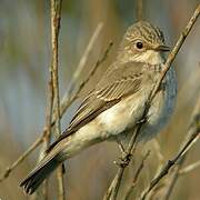 Spotted Flycatcher