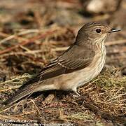 Spotted Flycatcher