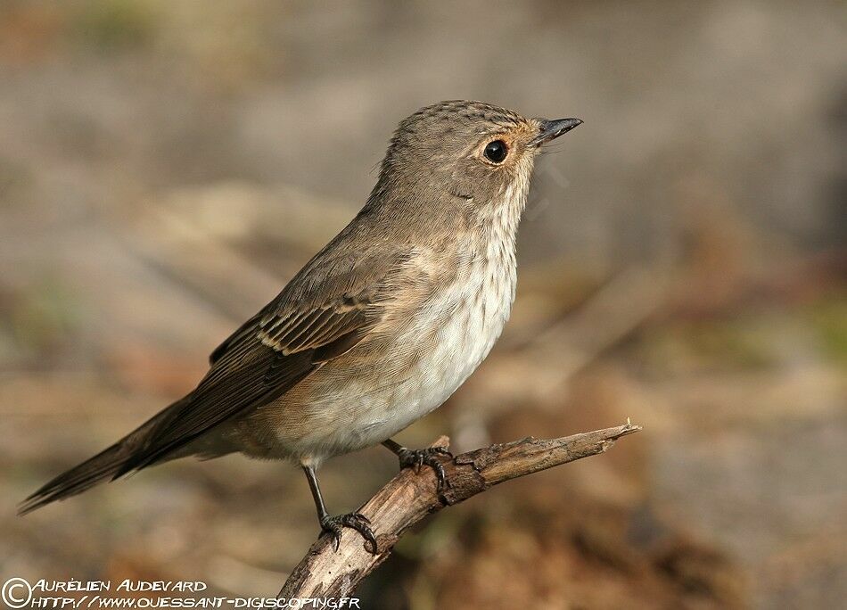 Spotted Flycatcherjuvenile