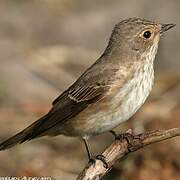 Spotted Flycatcher