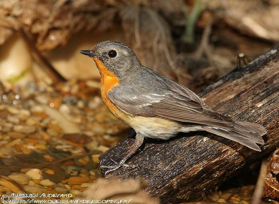 Mugimaki Flycatcher male immature, identification