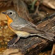 Mugimaki Flycatcher