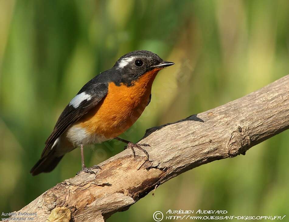 Mugimaki Flycatcher male adult breeding, identification