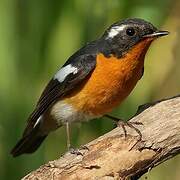 Mugimaki Flycatcher