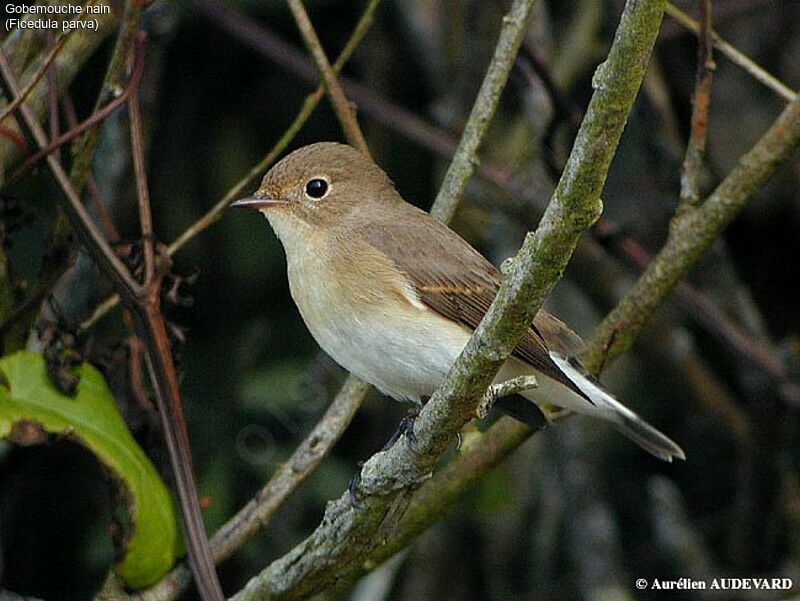 Red-breasted Flycatcher