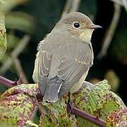 Red-breasted Flycatcher