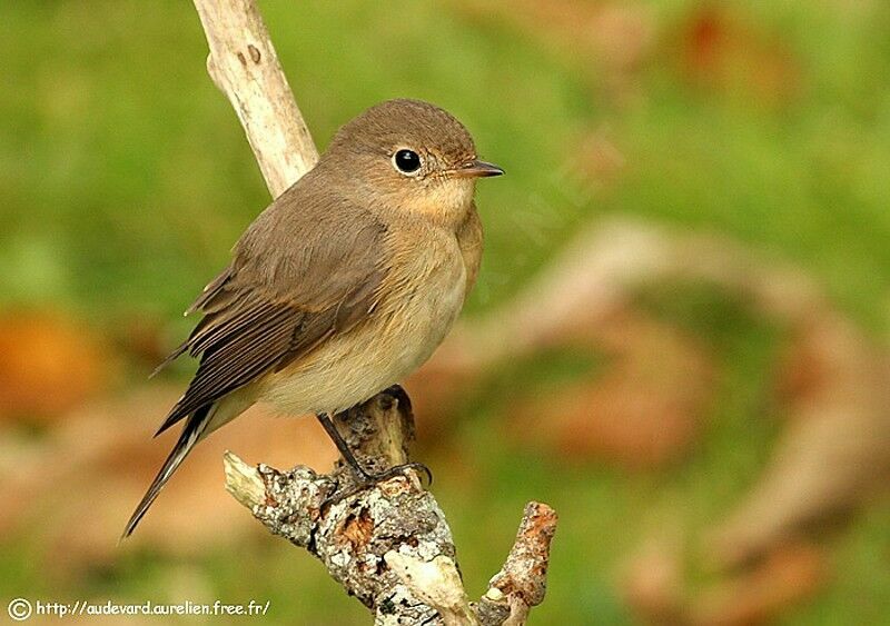 Red-breasted Flycatcher