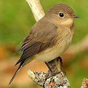 Red-breasted Flycatcher