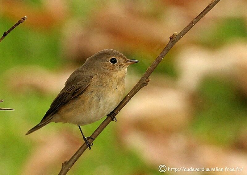 Red-breasted Flycatcher