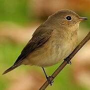 Red-breasted Flycatcher