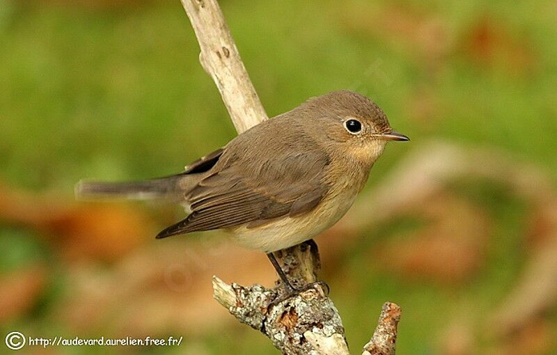 Red-breasted Flycatcher