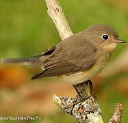 Red-breasted Flycatcher