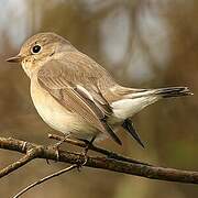 Red-breasted Flycatcher