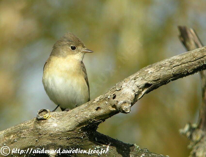 Red-breasted Flycatcher