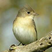 Red-breasted Flycatcher