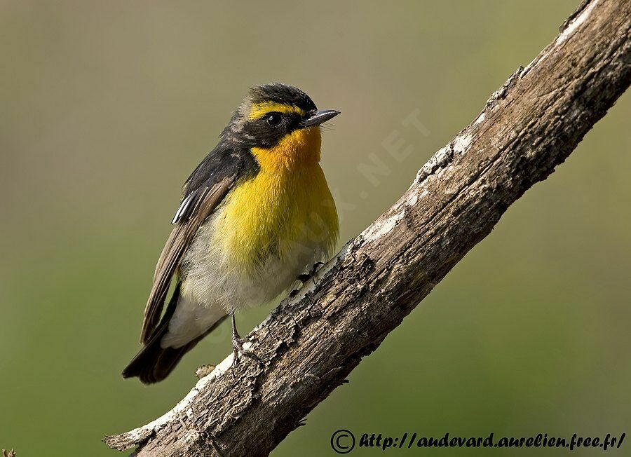 Narcissus Flycatcher