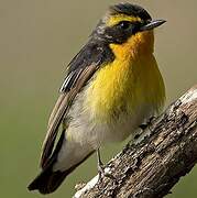 Narcissus Flycatcher