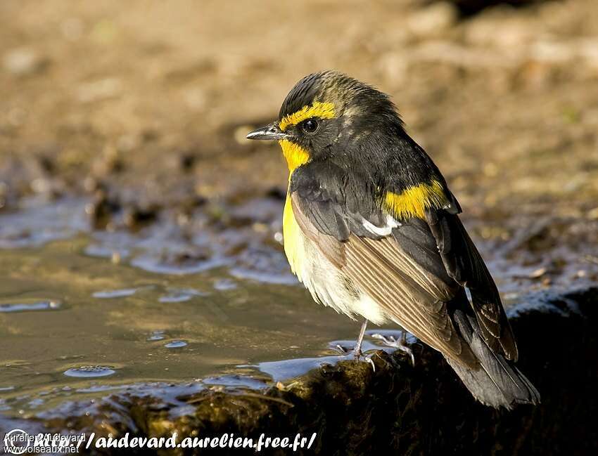 Narcissus Flycatcher, identification