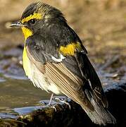 Narcissus Flycatcher