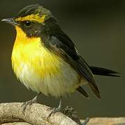 Narcissus Flycatcher