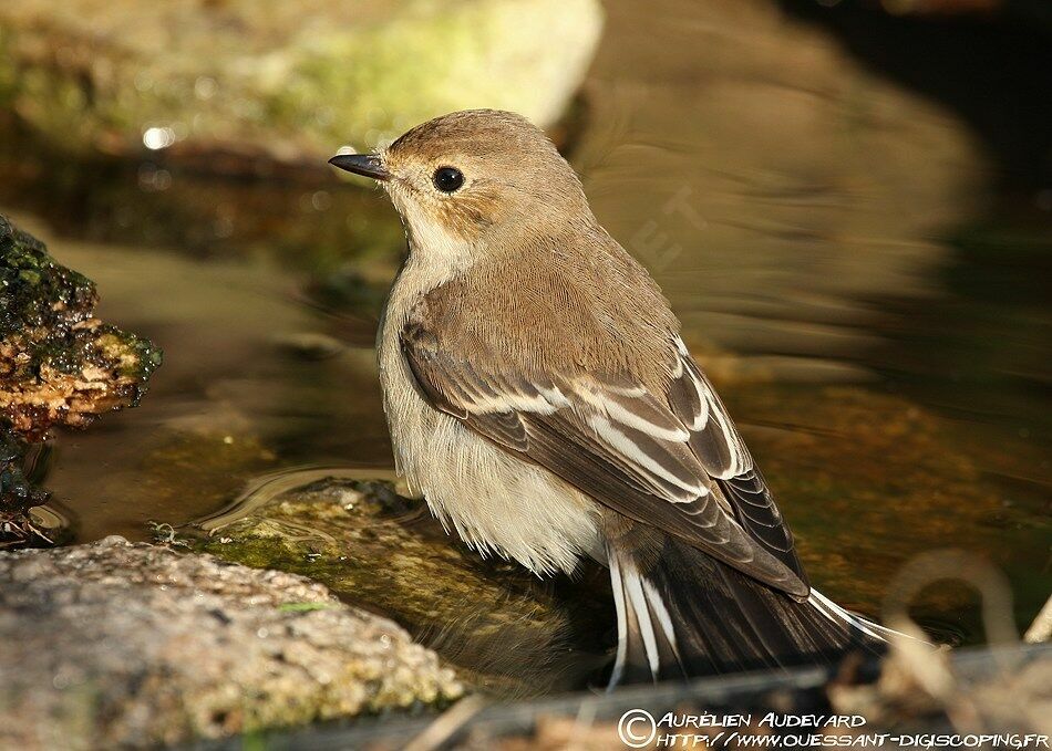 European Pied Flycatcher, identification