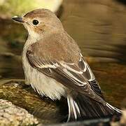 European Pied Flycatcher