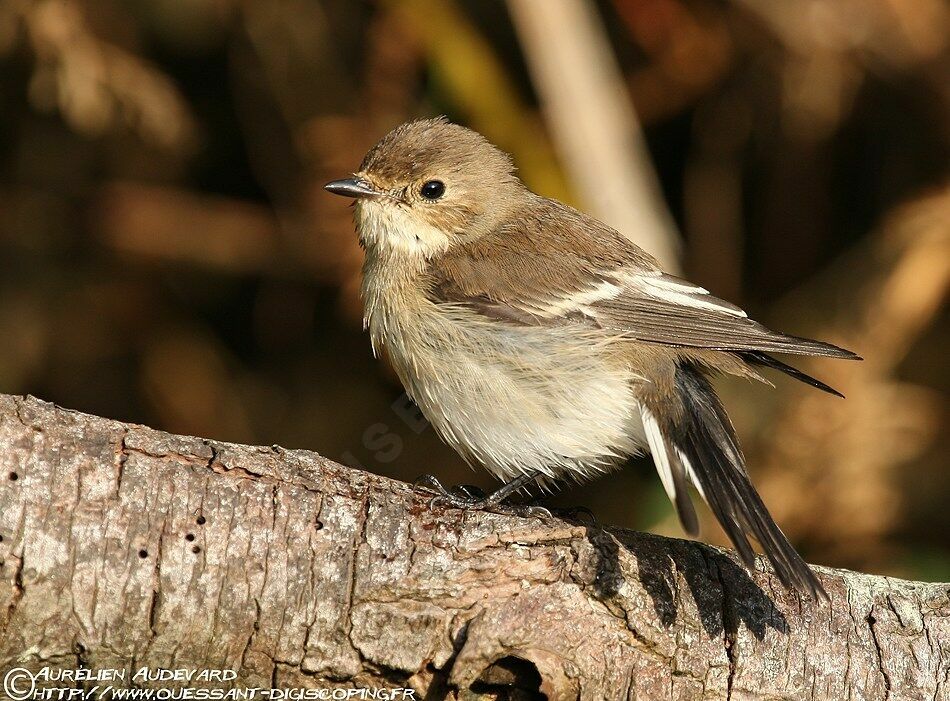 European Pied Flycatcher, identification