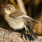 European Pied Flycatcher