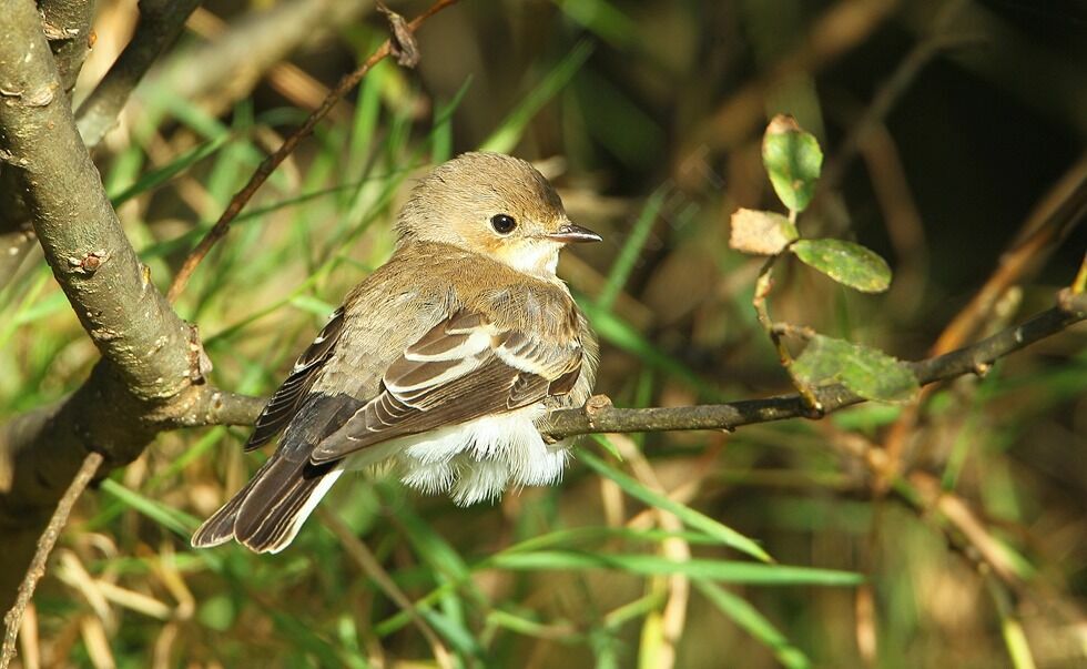 European Pied FlycatcherFirst year