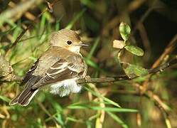 European Pied Flycatcher