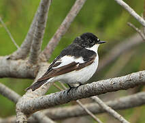 European Pied Flycatcher