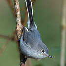 Gobemoucheron gris-bleu