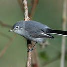 Gobemoucheron gris-bleu