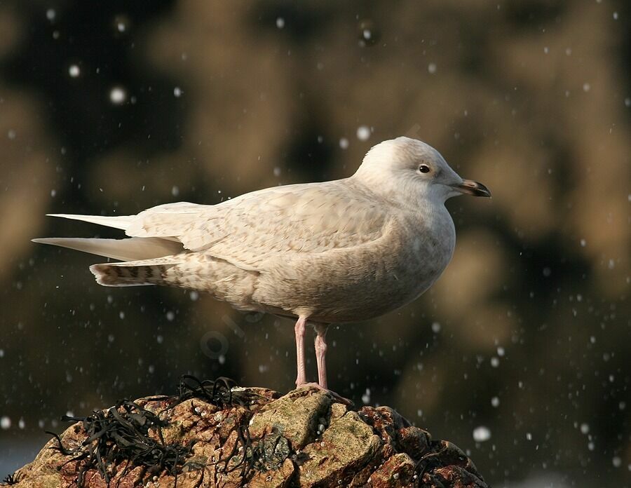 Goéland à ailes blanches