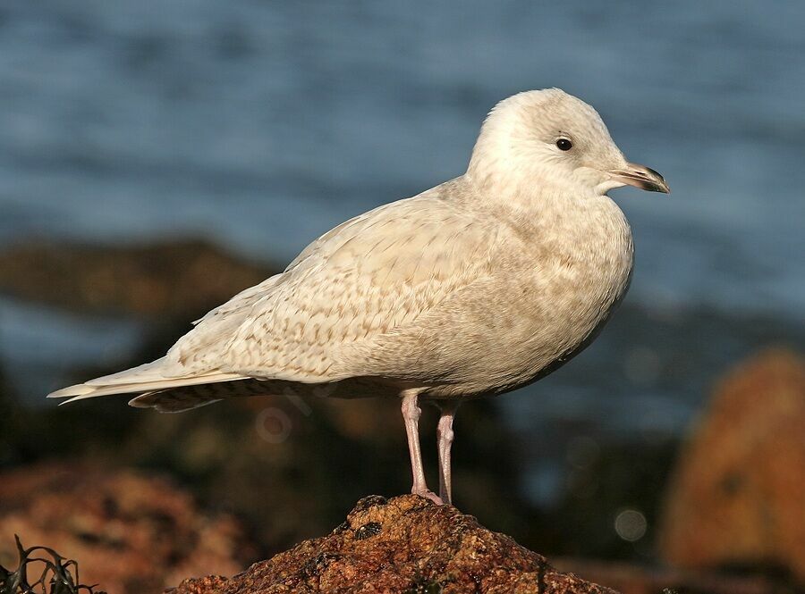 Goéland à ailes blanches2ème année