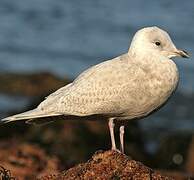 Iceland Gull