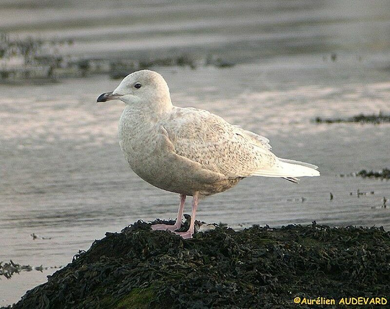 Goéland à ailes blanches