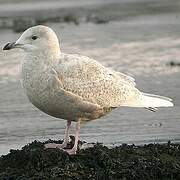 Goéland à ailes blanches