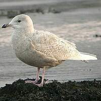 Goéland à ailes blanches