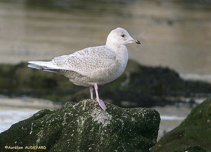 Iceland Gull