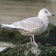 Iceland Gull