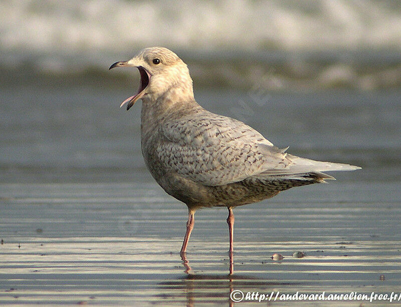 Goéland à ailes blanches