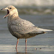 Iceland Gull