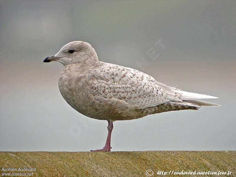 Iceland GullFirst year, identification